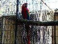 gal/holiday/Brazil 2005 - Foz do Iguacu Birds Sanctuary/_thb_Bird_Sanctuary_Iguacu_DSCF1196.jpg